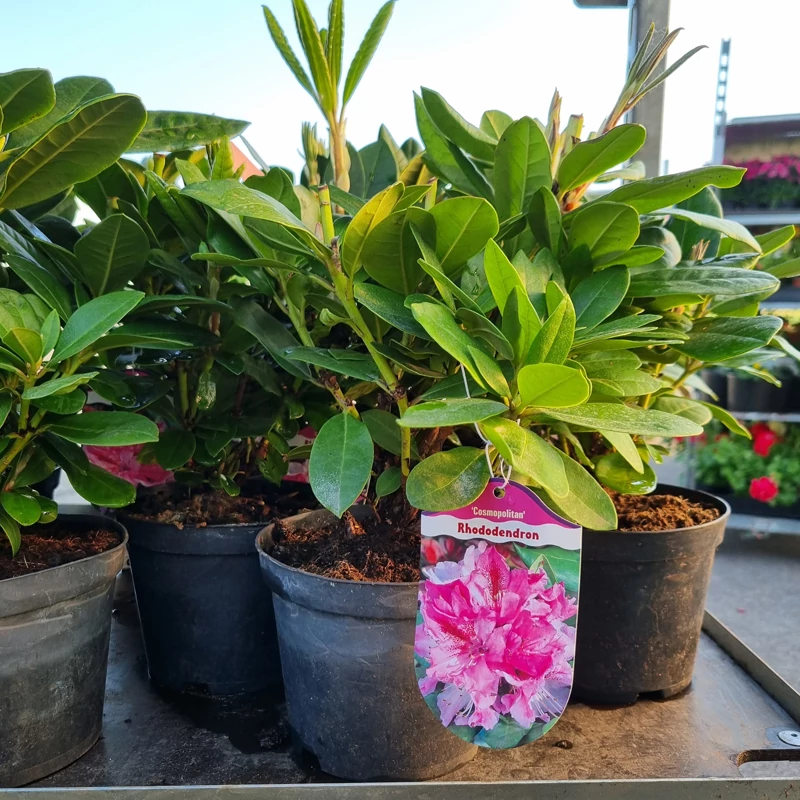 Rhododendron 'Cosmopolitan' - Havasszépe