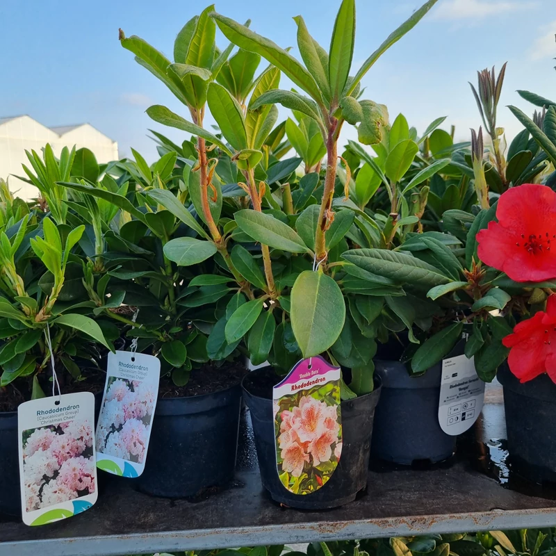 Rhododendron 'Double dots' - Havasszépe