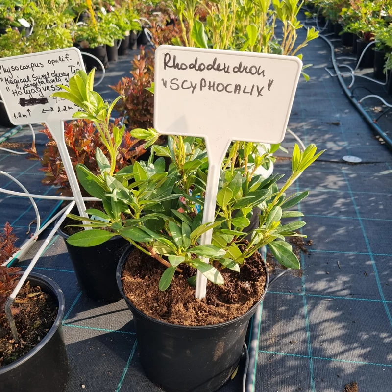 Rhododendron 'Scyphocalyx' - Havasszépe (rózsaszín)