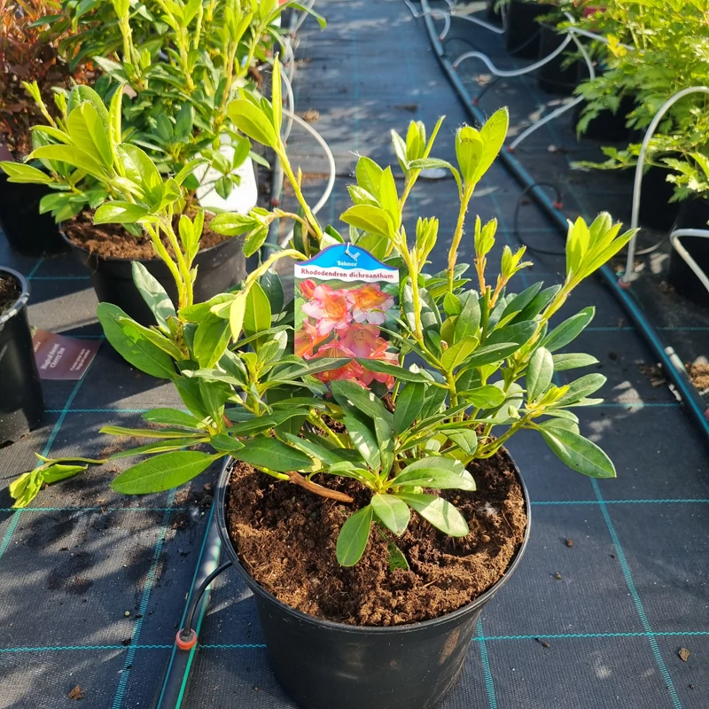 Rhododendron 'Dichroanthum' - Havasszépe (rózsaszín)