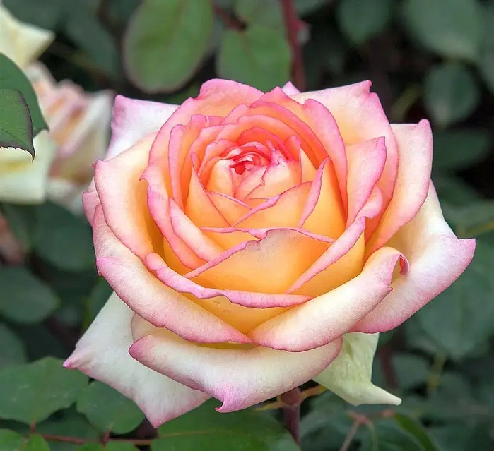 Rosa 'Anna Molinari' - Teahibrid rózsa (krém-rózsaszín)