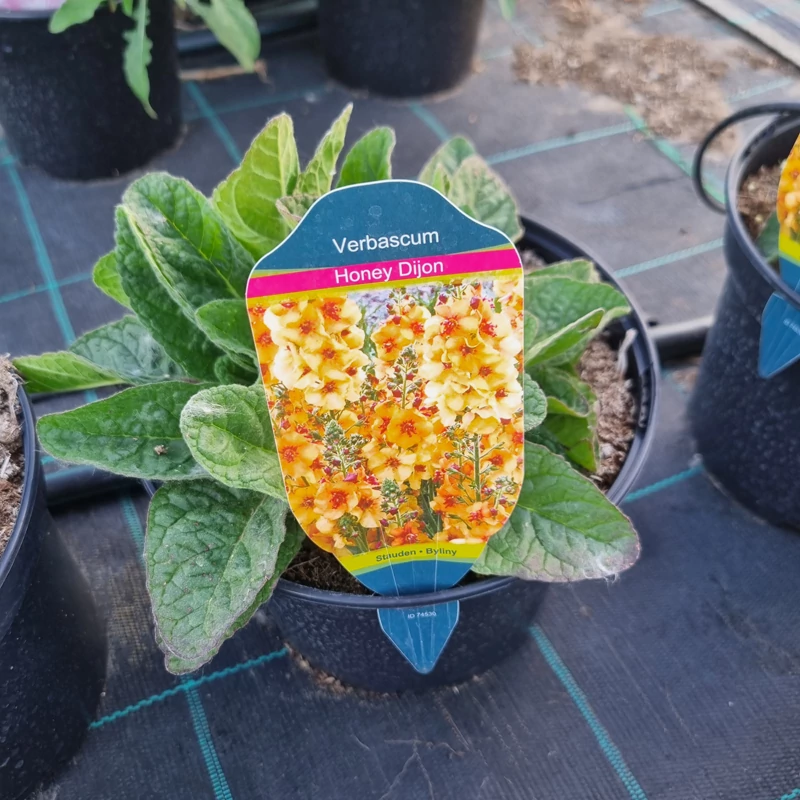Verbascum 'Honey Dijon' - Molyhos ökörfarkkóró