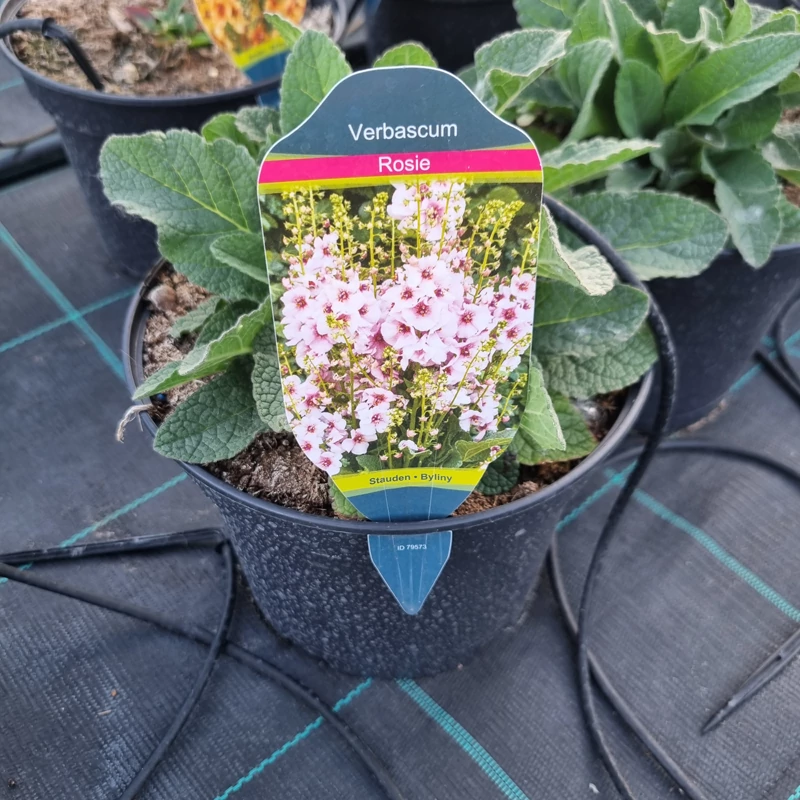 Verbascum 'Rosie' - Molyhos ökörfarkkóró